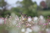 owl flowers.jpg