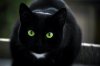Animals___Cats_Black_cat_with_green_eyes_and_a_white_spot_044871_1.jpg