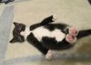 kitty.jpg