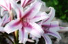 flowers_by_drag0nflyawayh0me.jpg