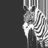 Zebra_Wild